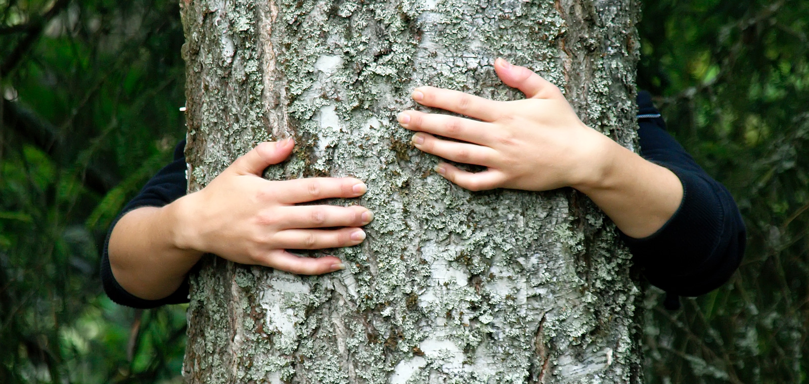 Kädet halaavat puuta
