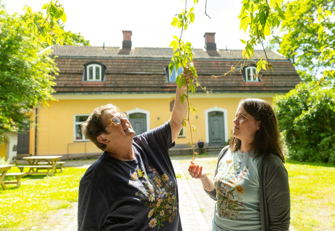 Kaksi naista tarkastelee villiviiniä Maarian pappilan pihamaalla.