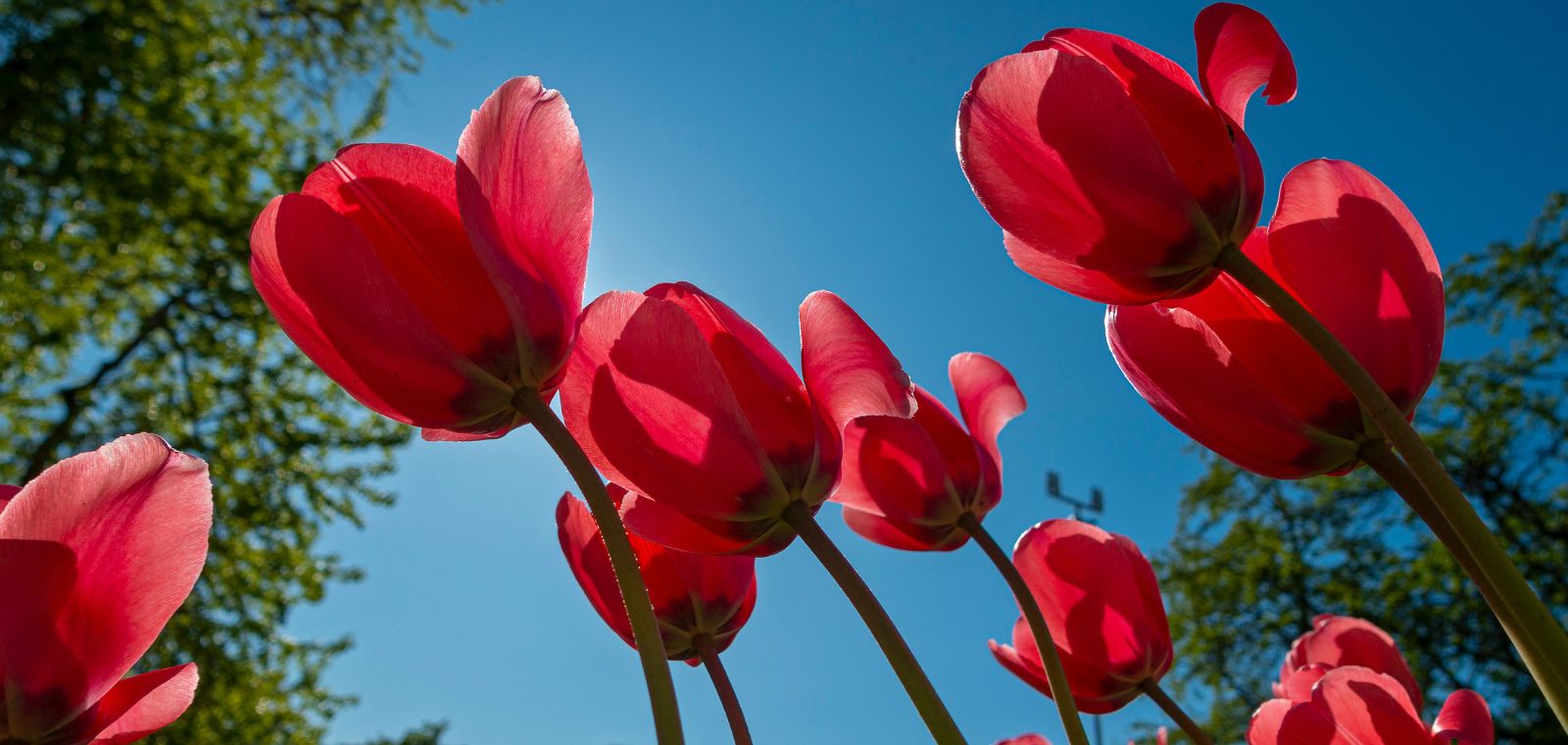 ulkona kasvavia tulppaaneita
