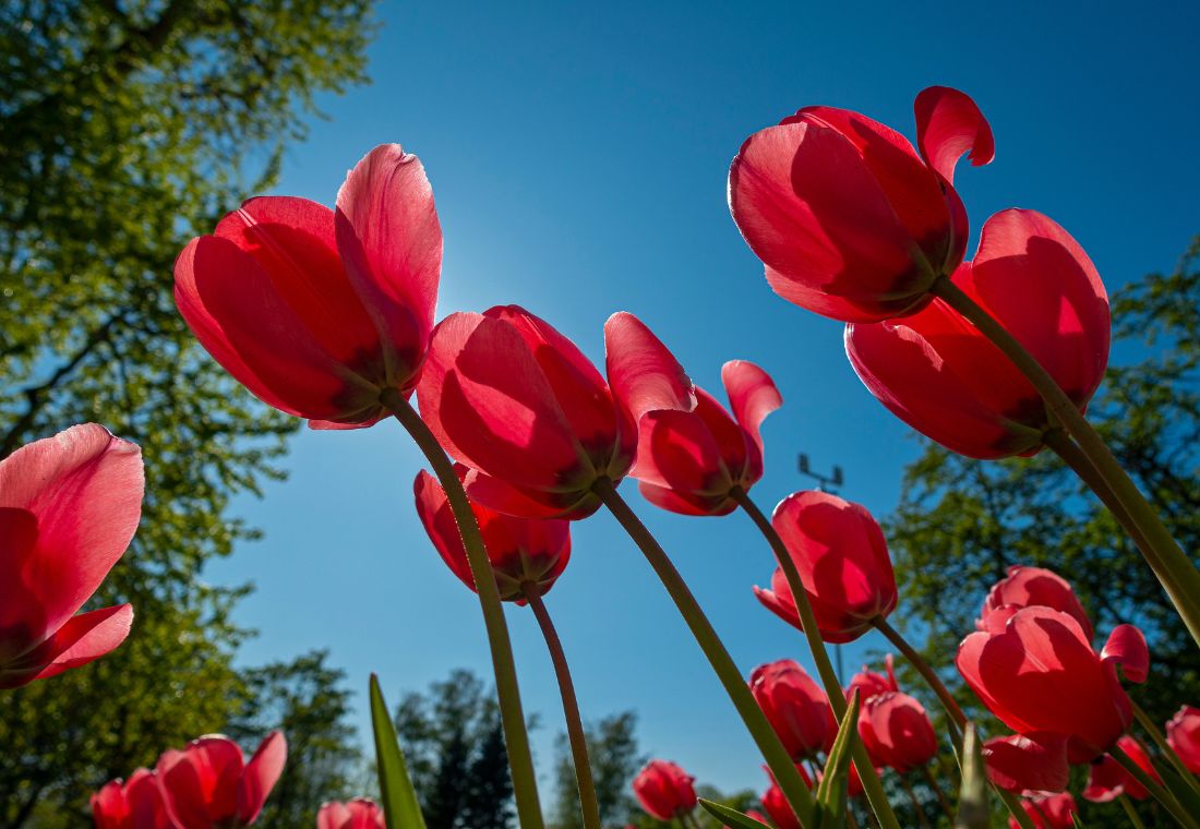 Ulkona kasvavia tulppaaneita.