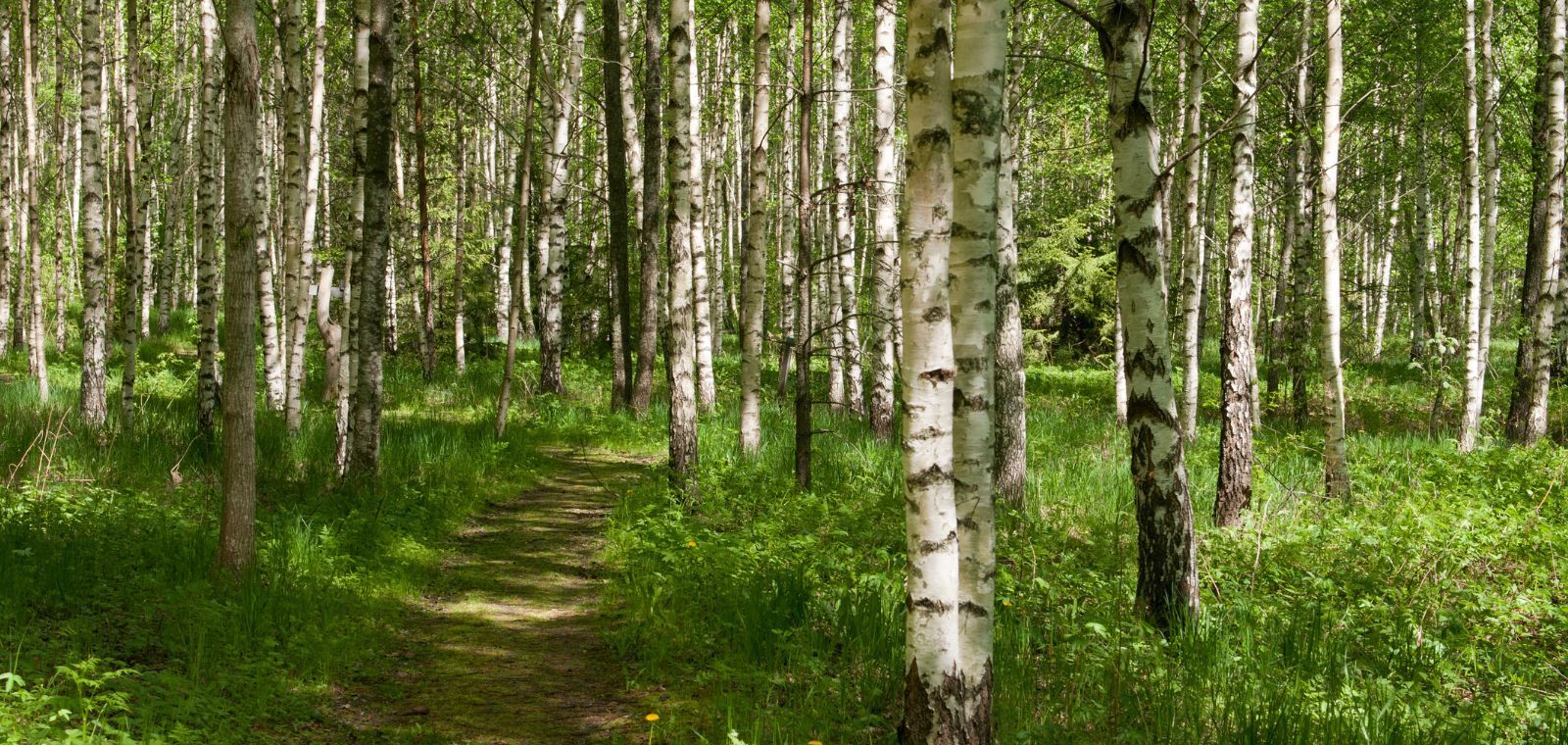 Keväinen koivumetsä.