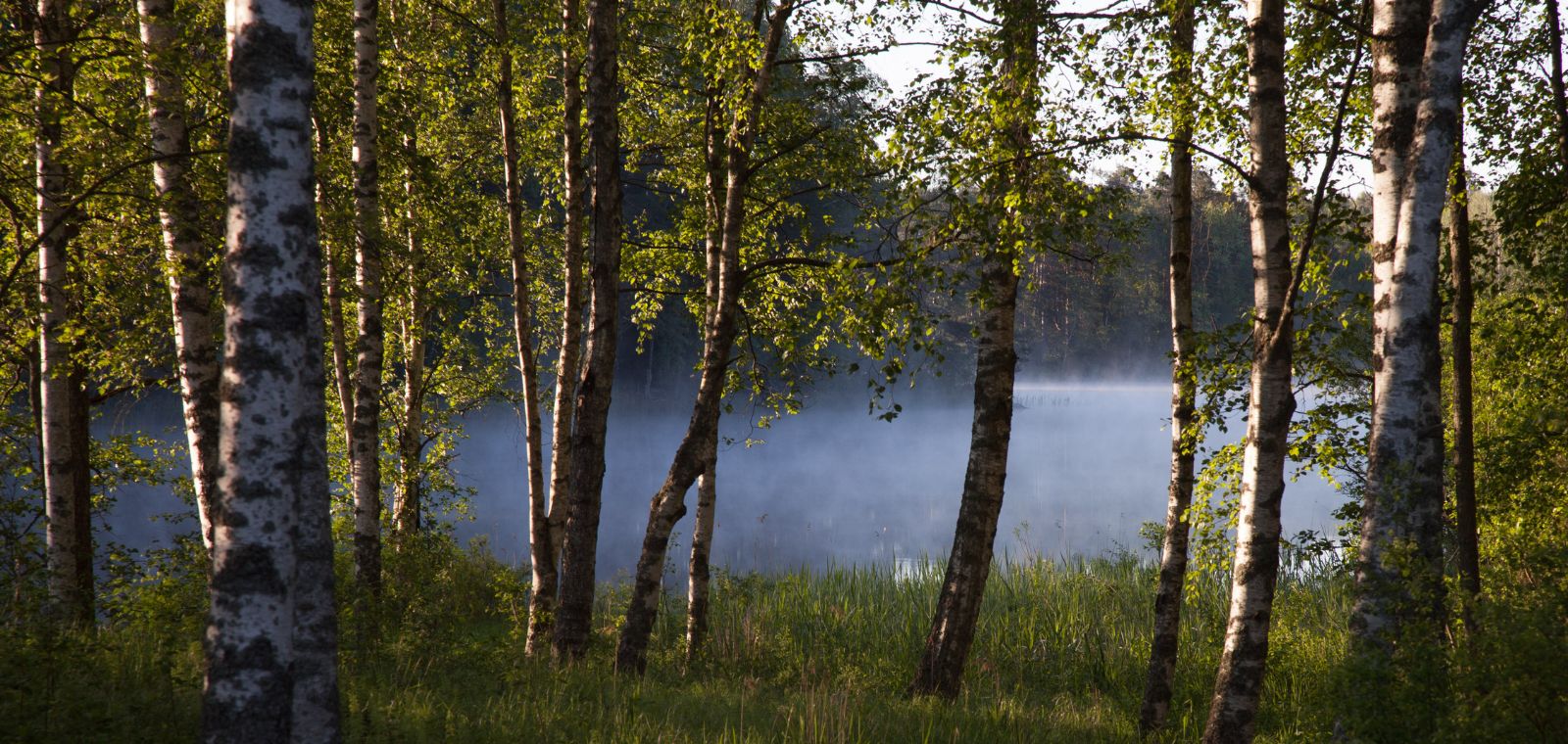 sumuinen järvenranta