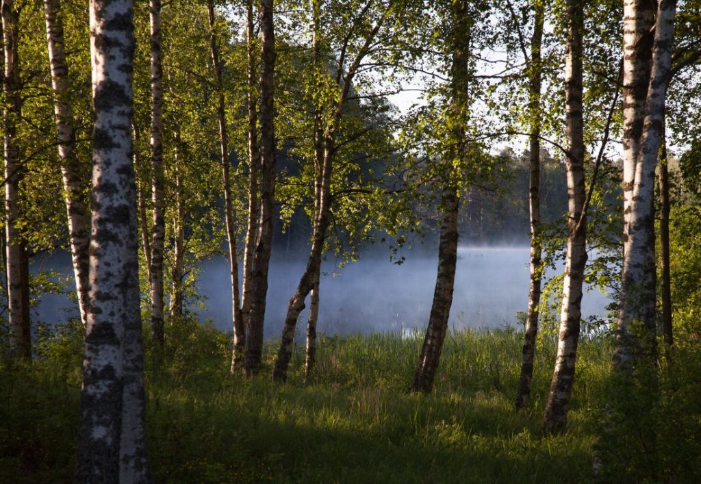 sumuinen järvenranta